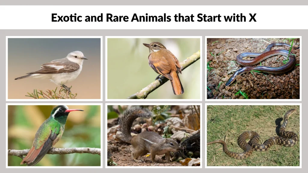 Exotic and Rare Animals that Start with X
