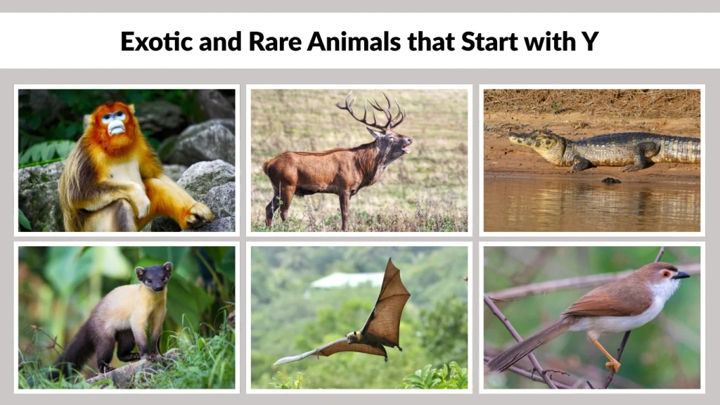 Exotic and Rare Animals that Start with Y