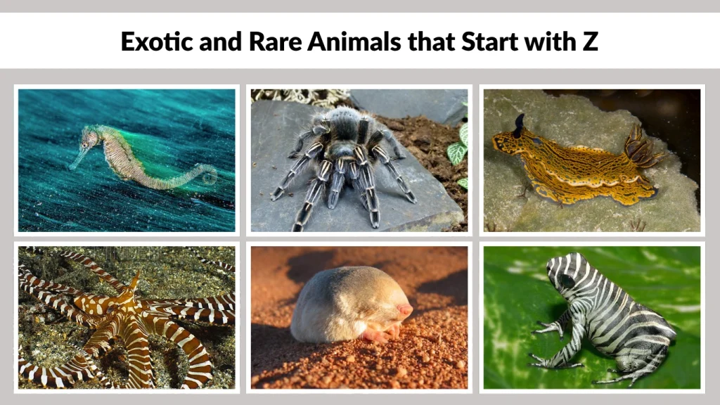 Exotic and Rare Animals that Start with Z