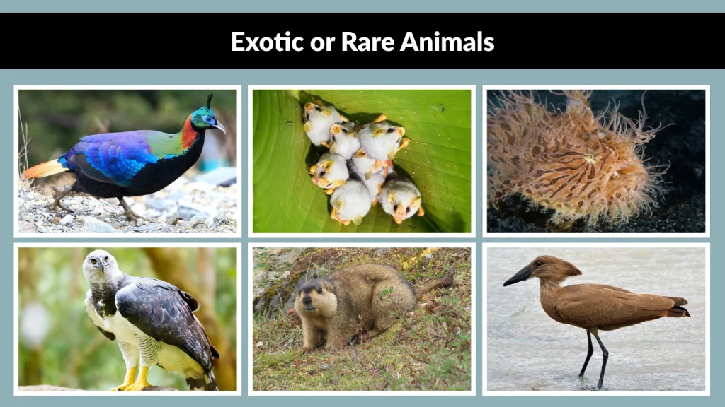Exotic or Rare Animals