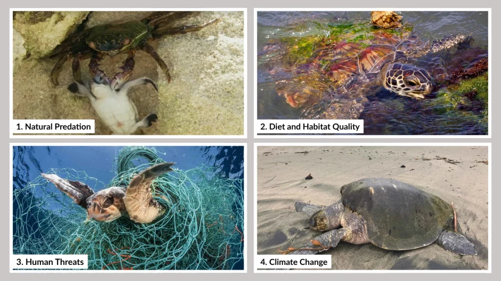 Factors That Influence Lifespan