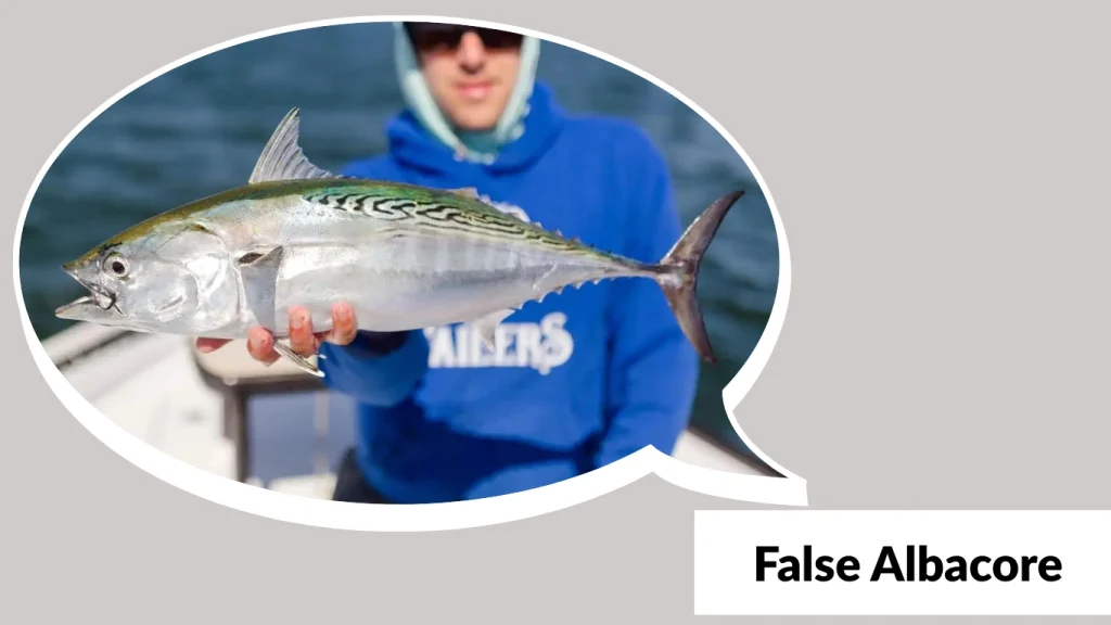False Albacore