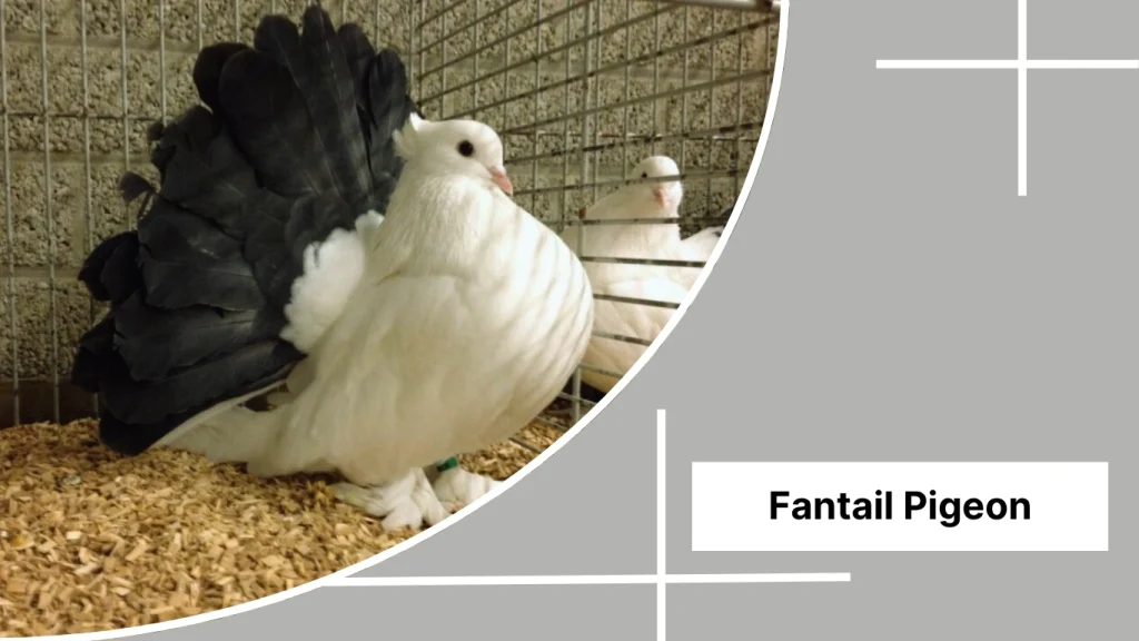 Fantail Pigeon
