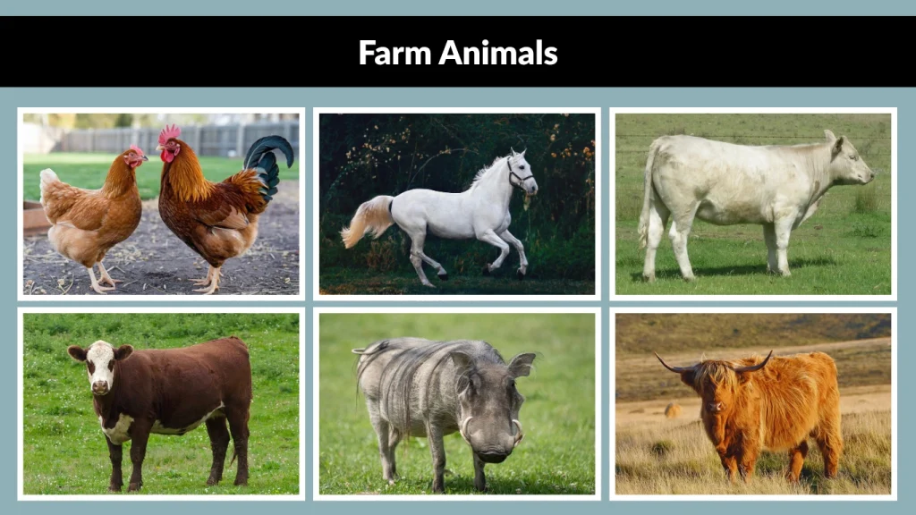 Farm Animals