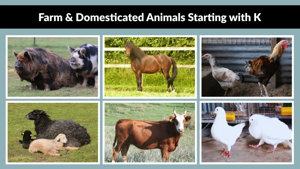 Farm & Domesticated Animals Starting with K