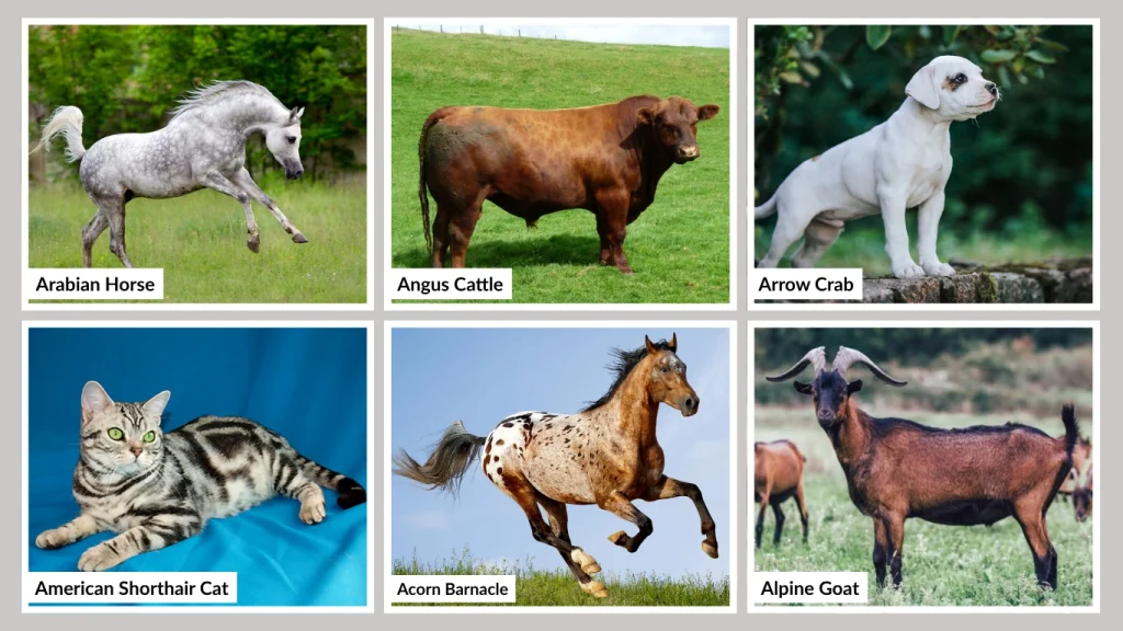Farm and Domestic Animals That Start with A