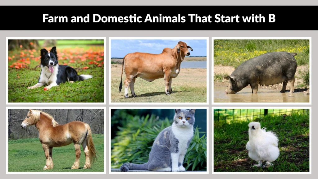 Farm and Domestic Animals That Start with B