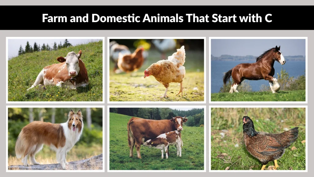 Farm and Domestic Animals That Start with C