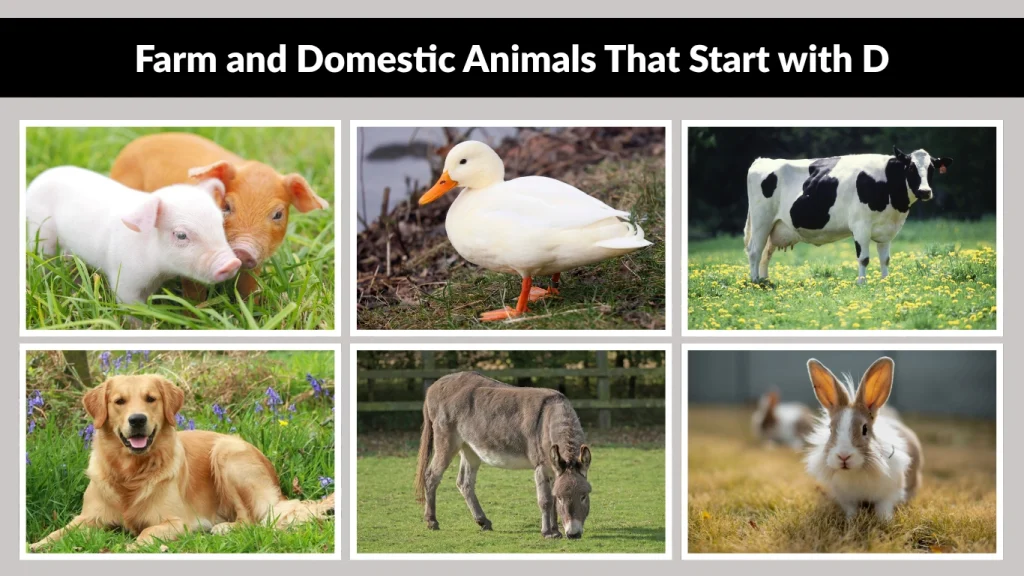 Farm and Domestic Animals That Start with D