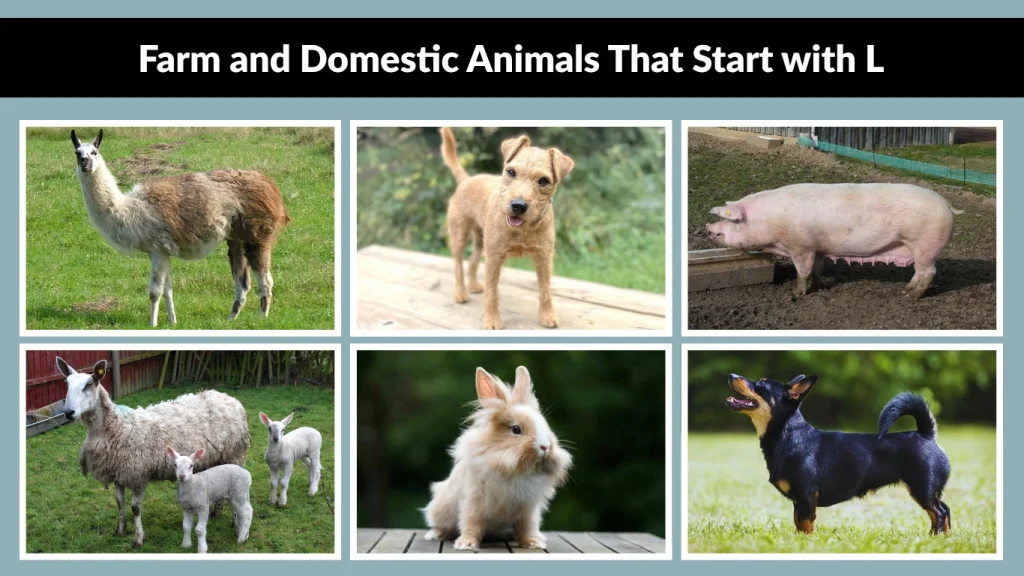 Farm and Domestic Animals That Start with L