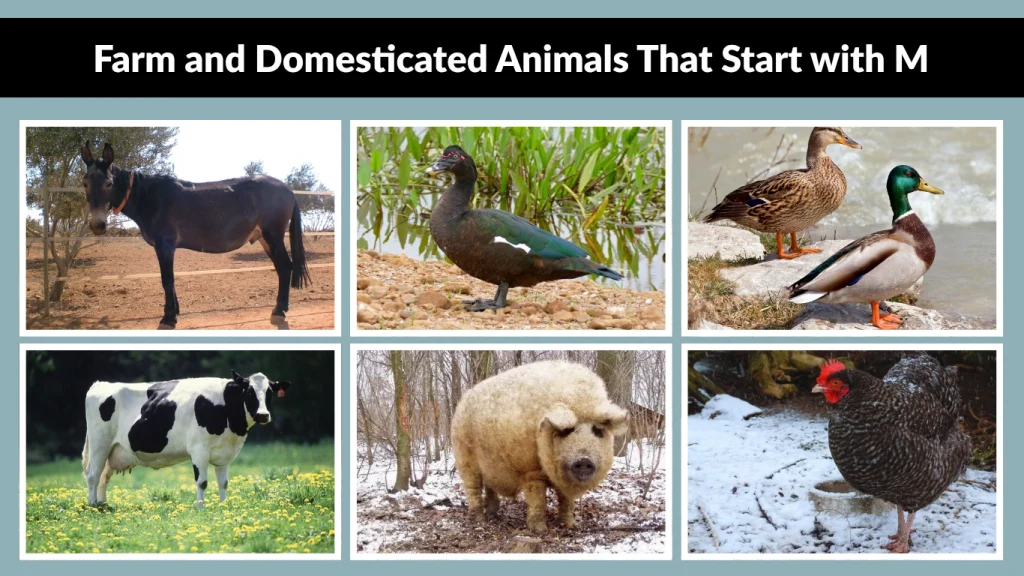 Farm and Domesticated Animals That Start with M