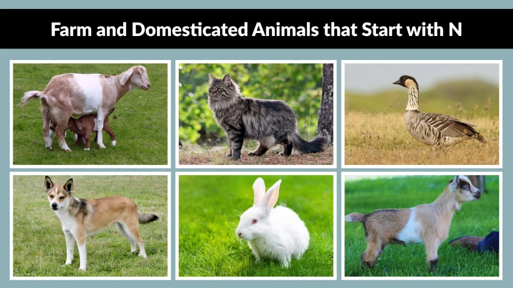 Farm and Domesticated Animals that Start with N