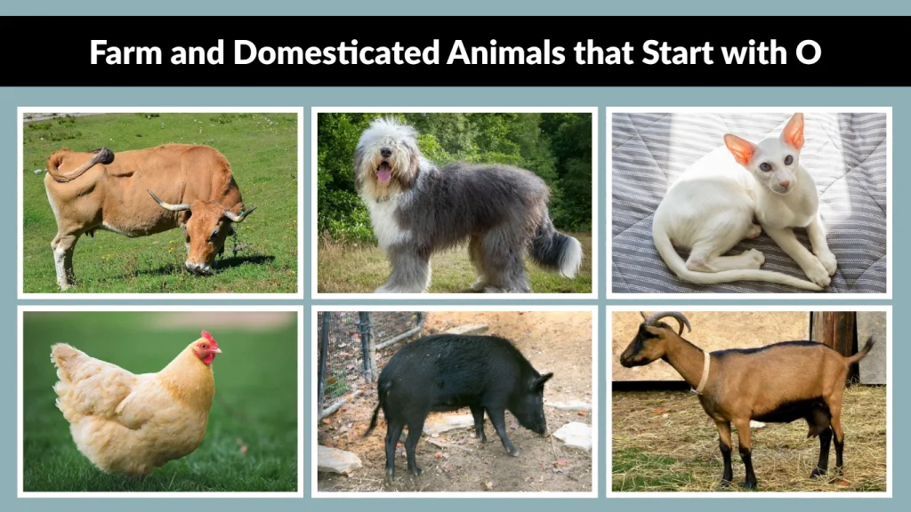 Farm and Domesticated Animals that Start with O