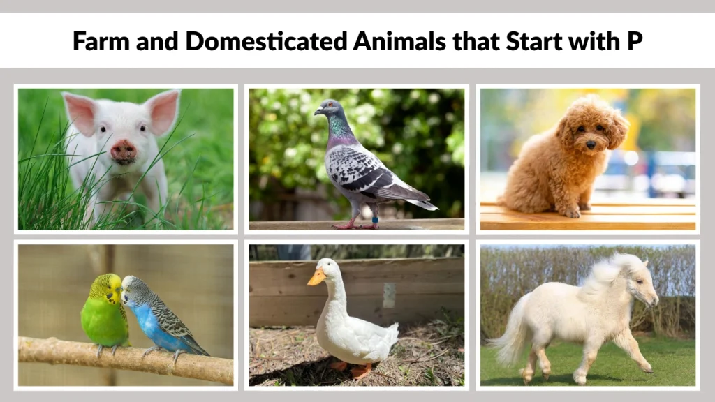 Farm and Domesticated Animals that Start with P