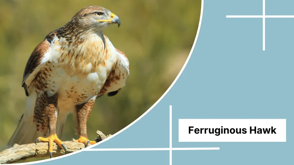 Ferruginous Hawk