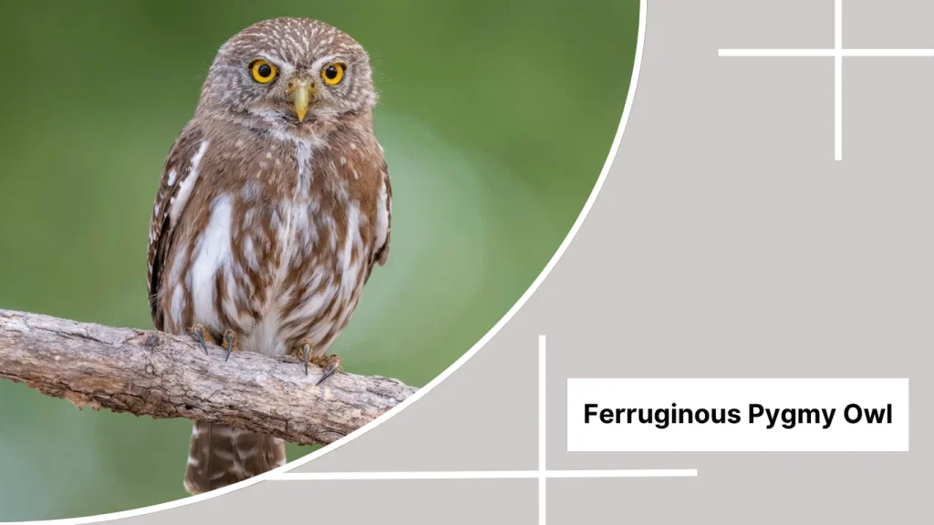 Ferruginous Pygmy Owl