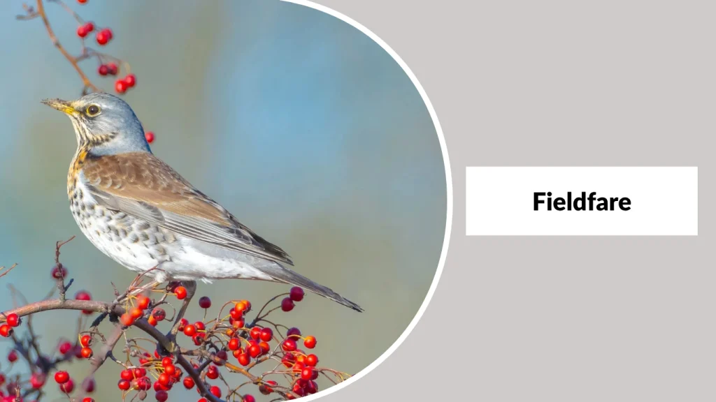 Fieldfare