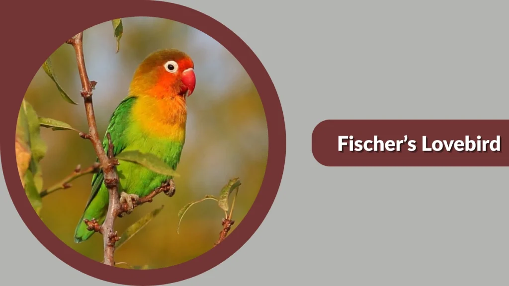 Fischer’s Lovebird