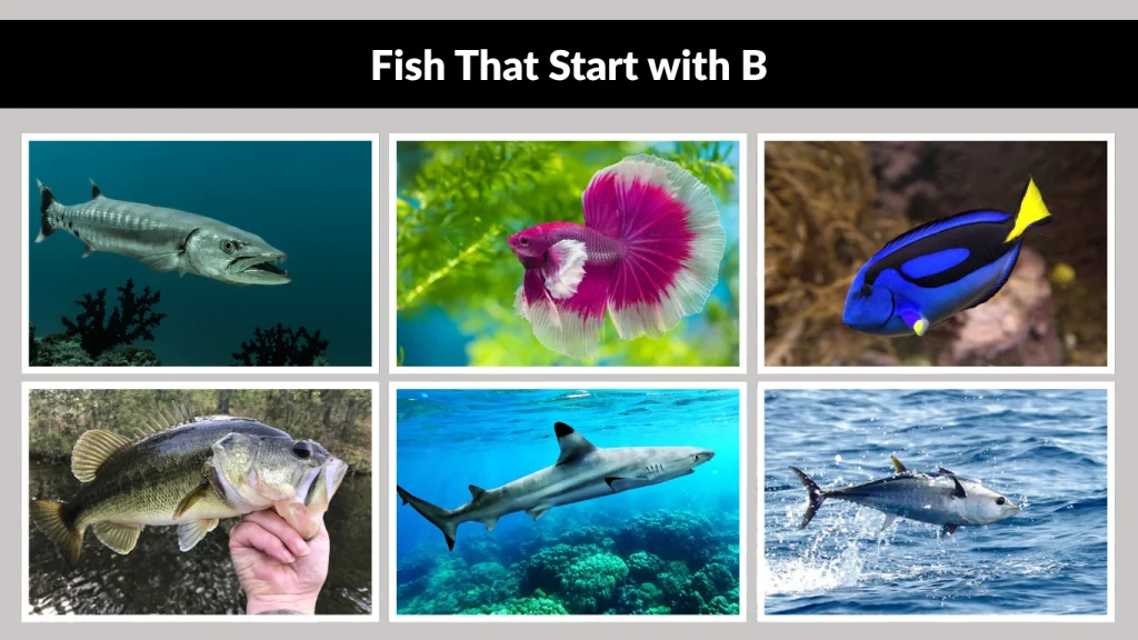 Fish That Start with B