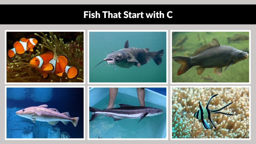 Fish That Start with C