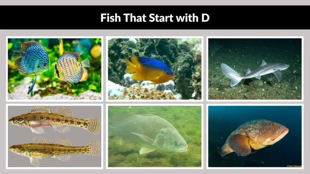 Fish That Start with D