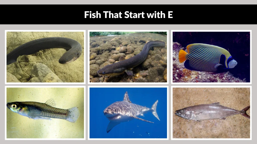 Fish That Start with E
