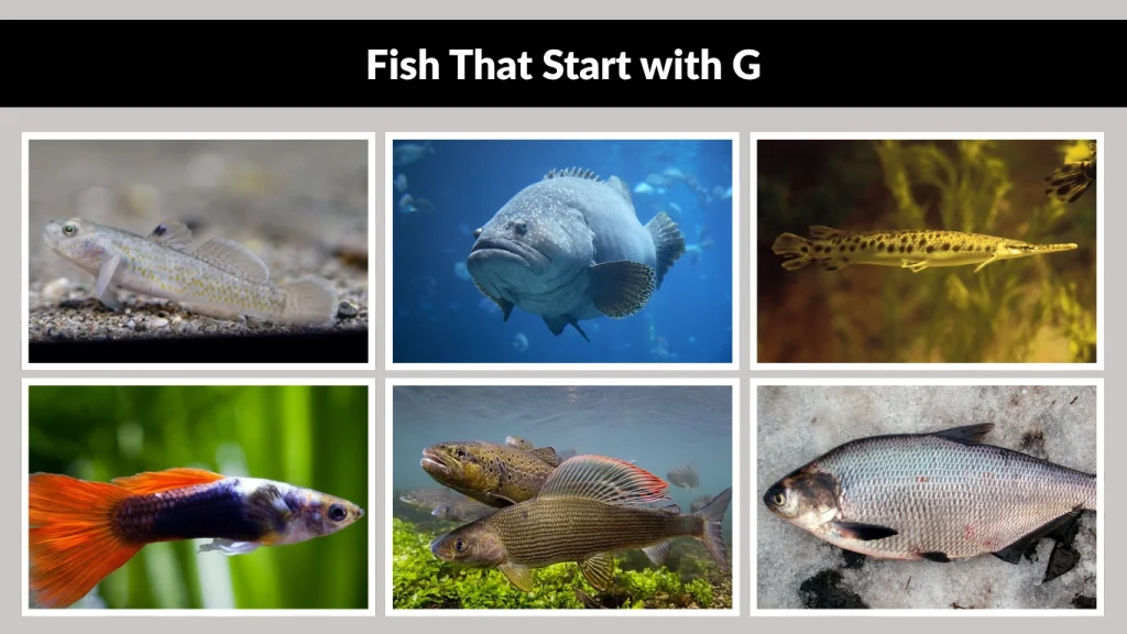 Fish That Start with G
