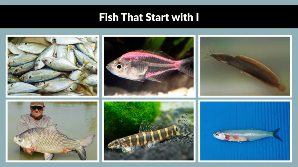 Fish That Start with I