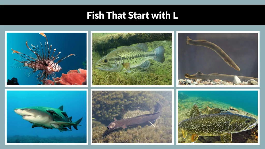 Fish That Start with L