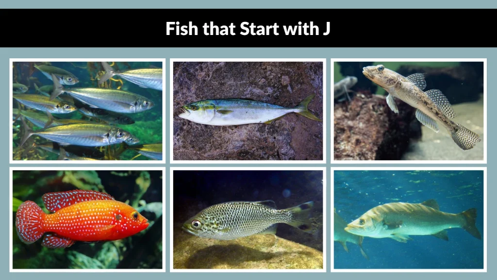 Fish that Start with J