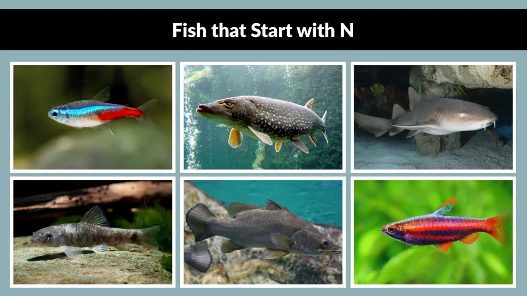 Fish that Start with N
