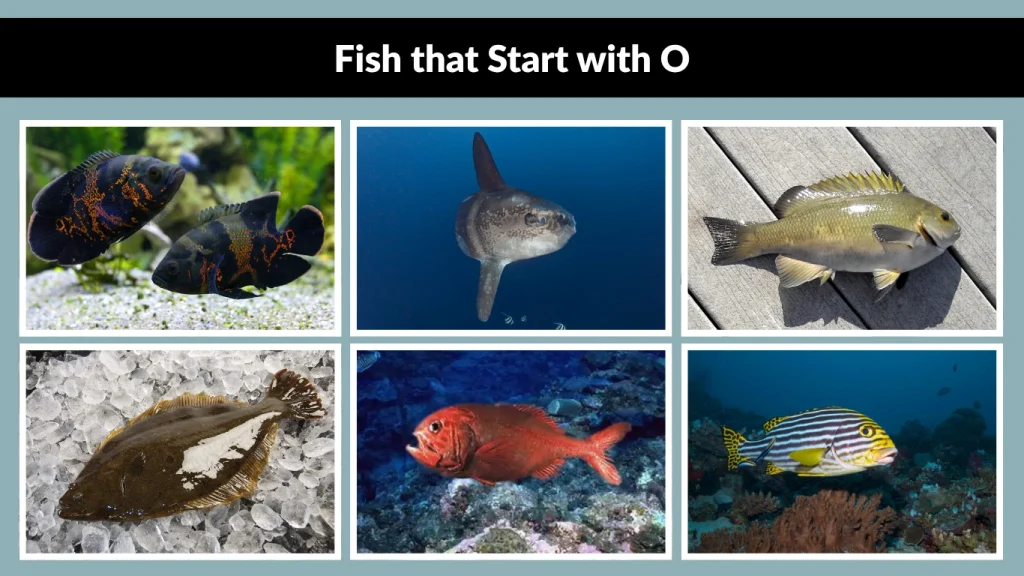 Fish that Start with O