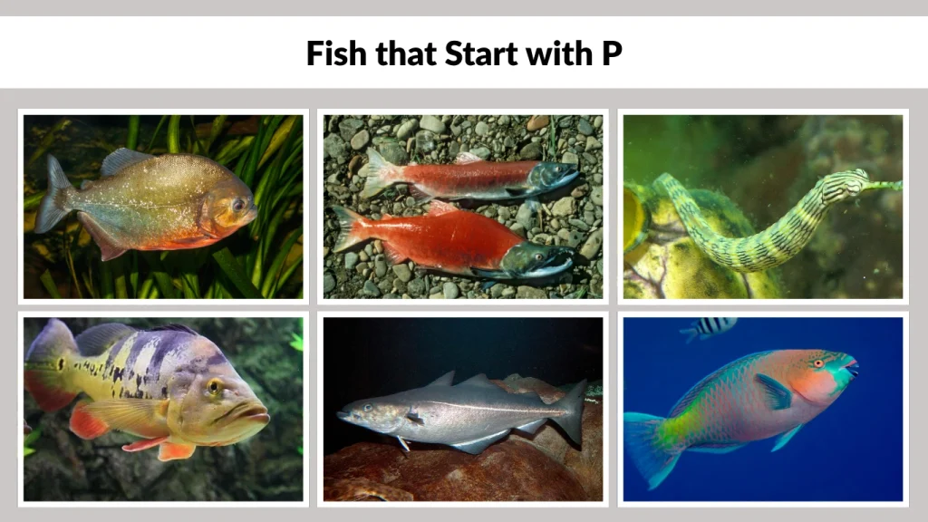 Fish that Start with P