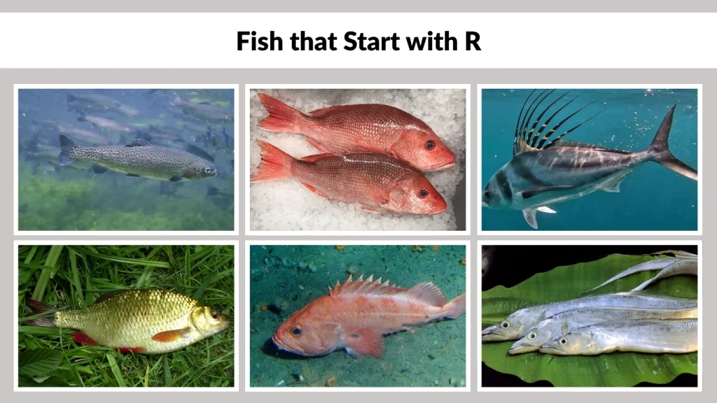 Fish that Start with R