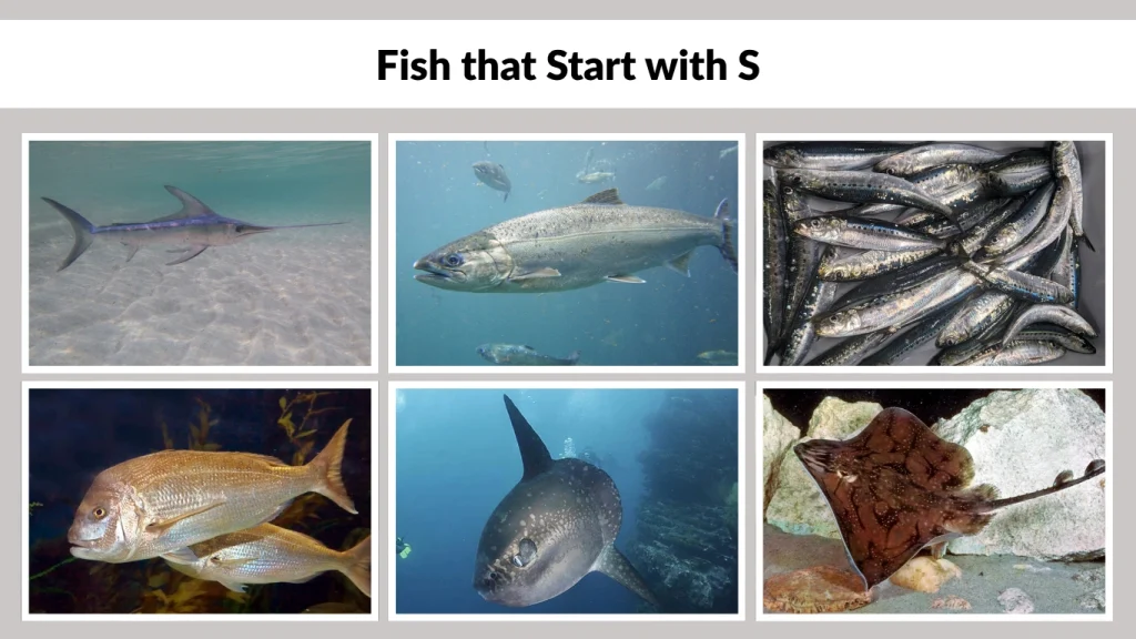 Fish that Start with S