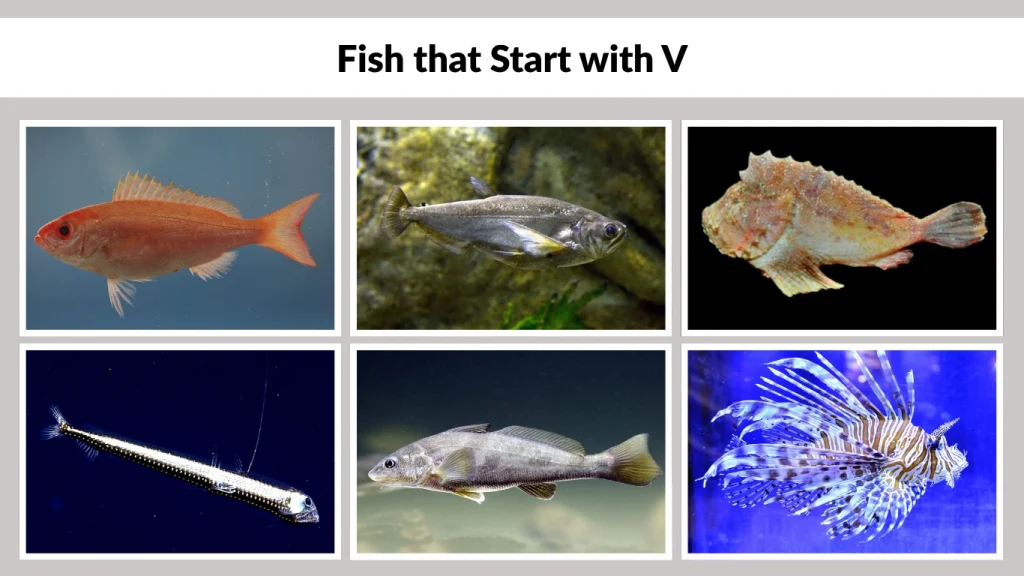 Fish that Start with V