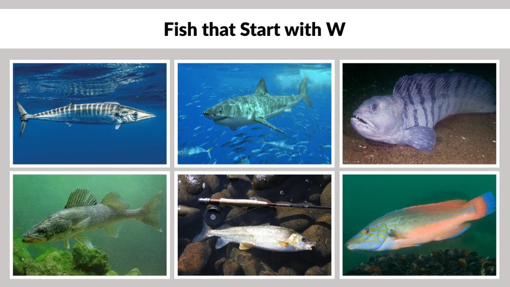 Fish that Start with W