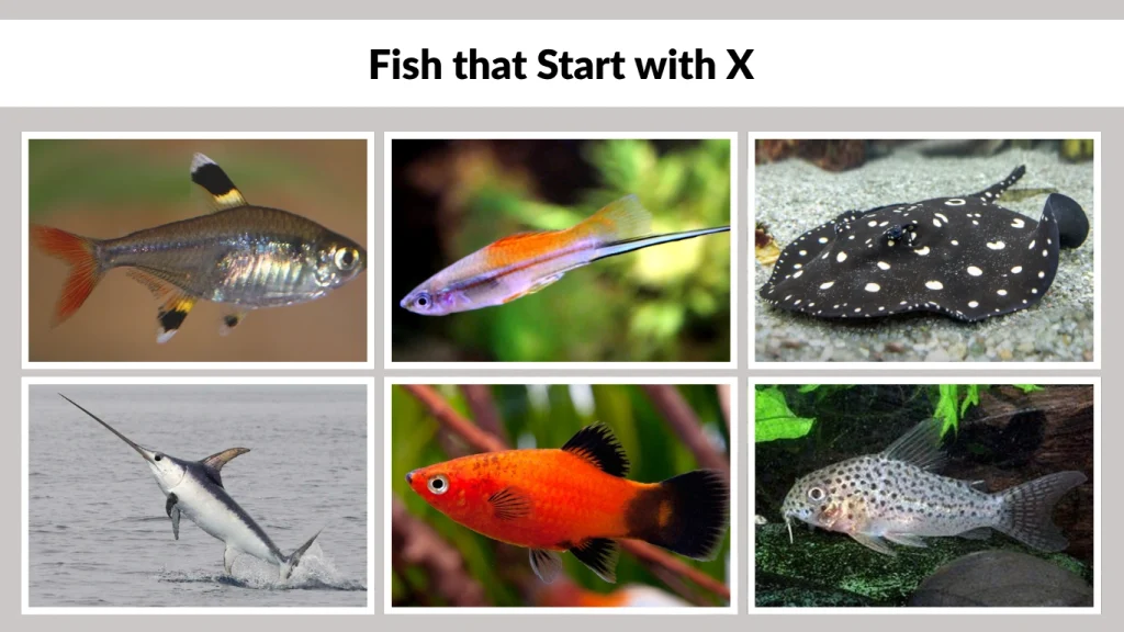 Fish that Start with X