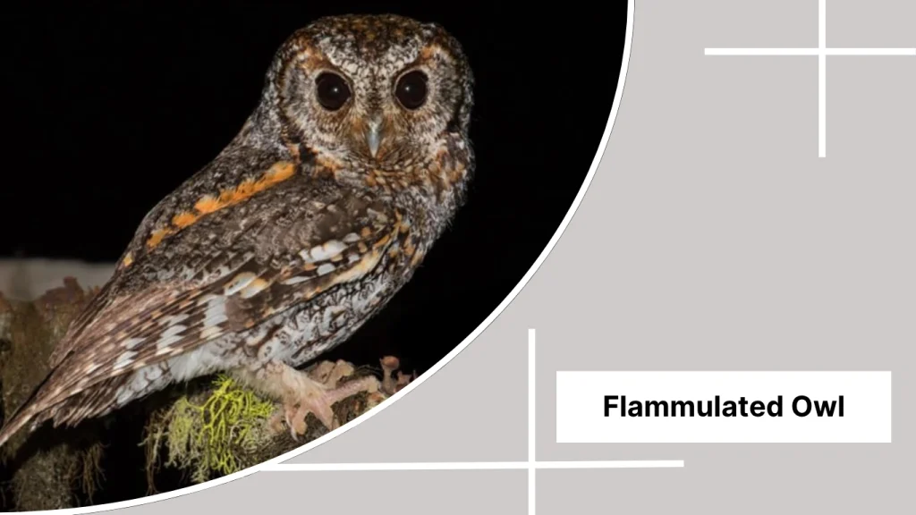 Flammulated Owl