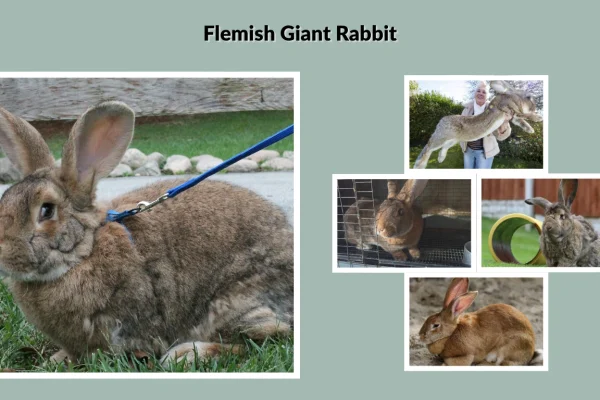 Flemish Giant Rabbit