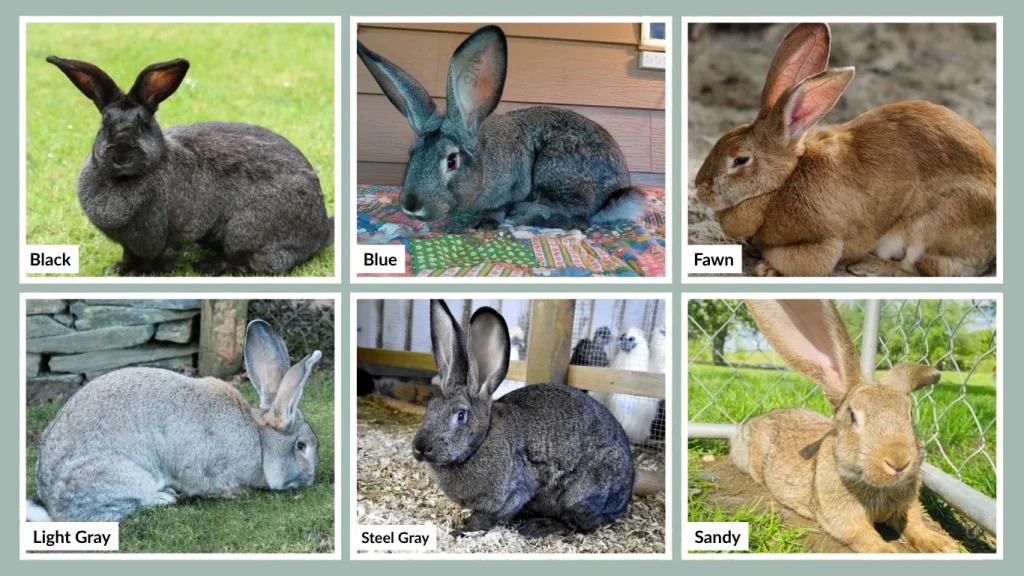 Flemish Giant Rabbit Size Color Care Lifecycle And Lifespan