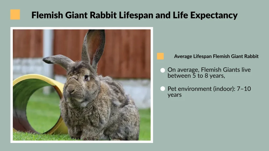 Flemish Giant Rabbit Lifespan and Life Expectancy
