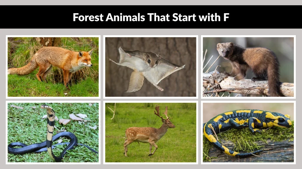 Forest Animals That Start with F