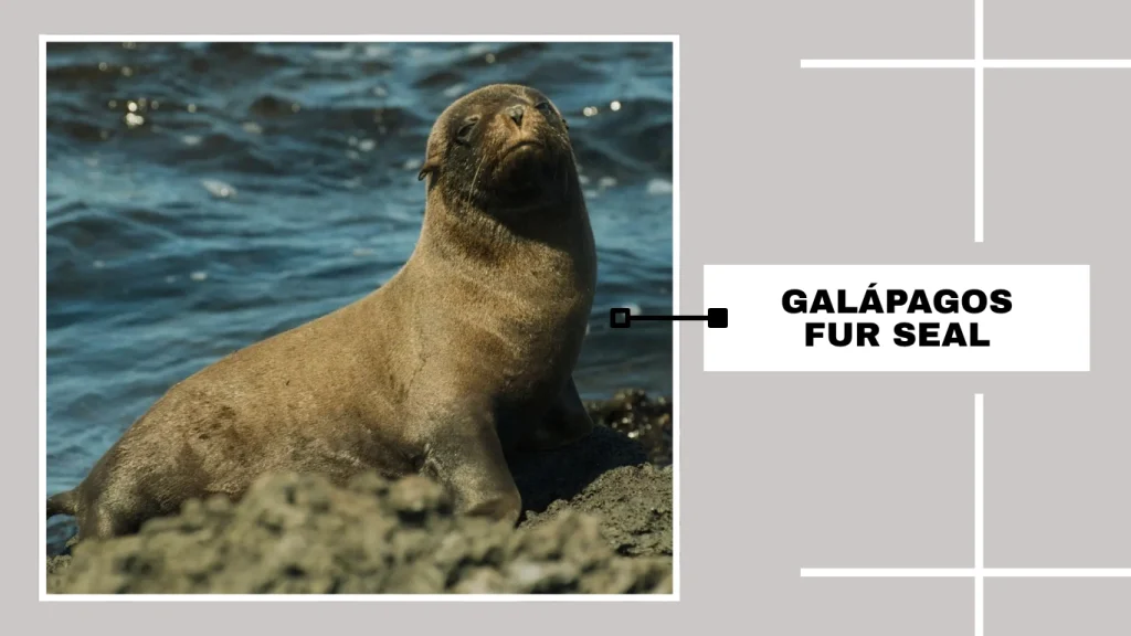 Galápagos Fur Seal (Arctocephalus galapagoensis)