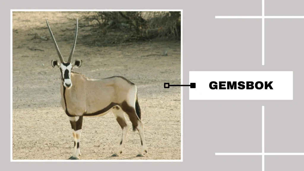 Gemsbok (Oryx) (Oryx gazella)