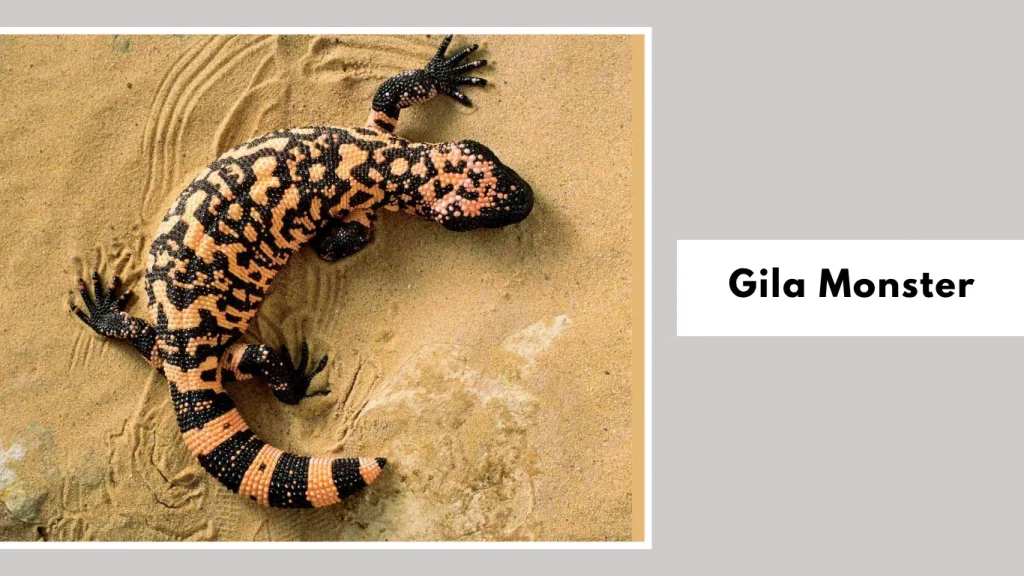Gila Monster