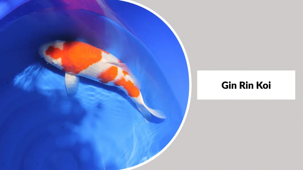 Gin Rin Koi