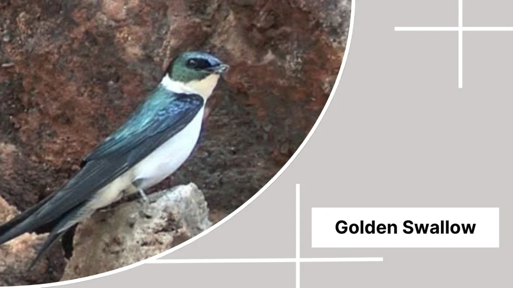 Golden Swallow