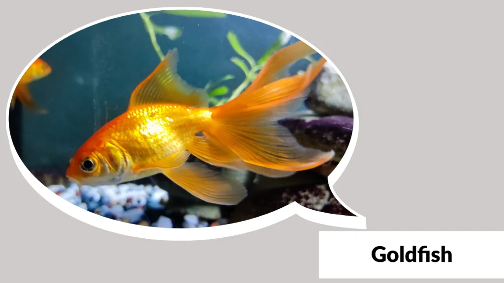 Goldfish