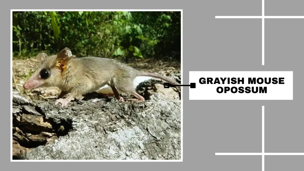Grayish Mouse Opossum (Tlacuatzin canescens)
